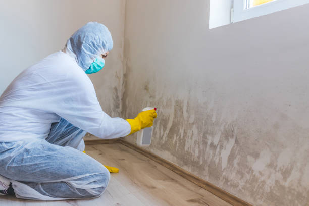 Licensed Black Mold Remediation service in Farmington, PA - Mold Remediation HQ
