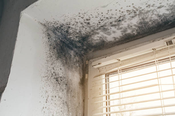 Affordable Black Mold Remediation solutions in Farmington, PA