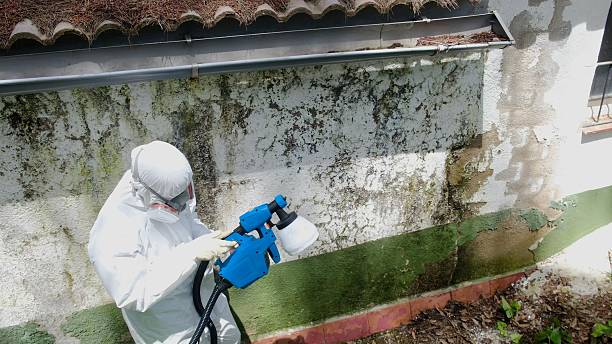Top rated local Black Mold Remediation specialists in Farmington, PA